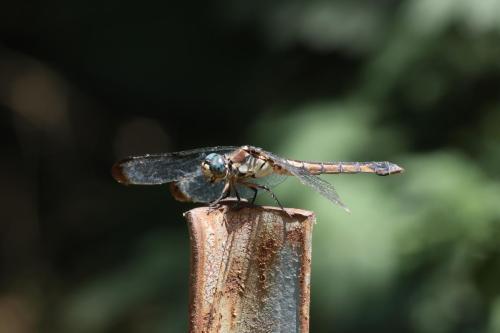 GP5A4541-topaz-denoise-sharpen