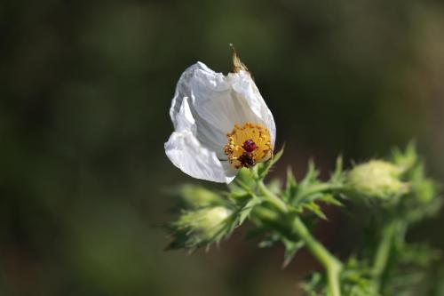 GP5A7708-topaz-sharpen