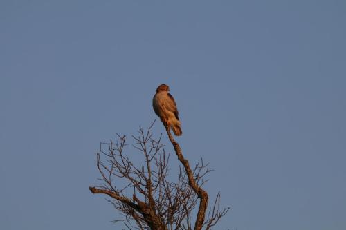 IMG 1596-gigapixel-lines-scale-1 00x