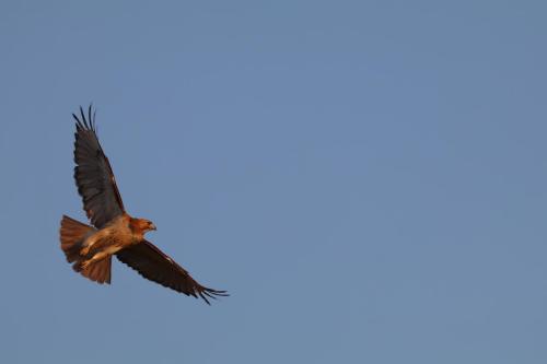 IMG 1599-topaz-denoise-sharpen