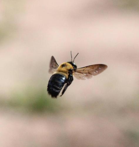 bee