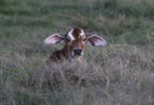 calf3