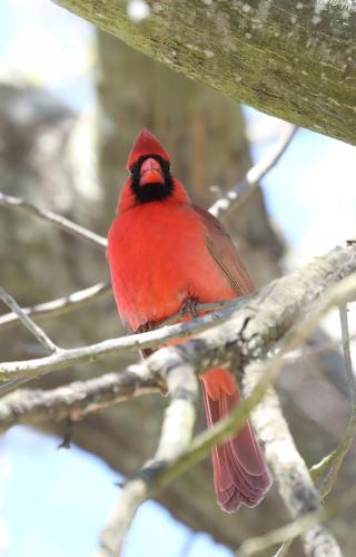 cardinal1-topaz-denoise-enhance-sharpen