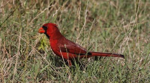 cardinal2