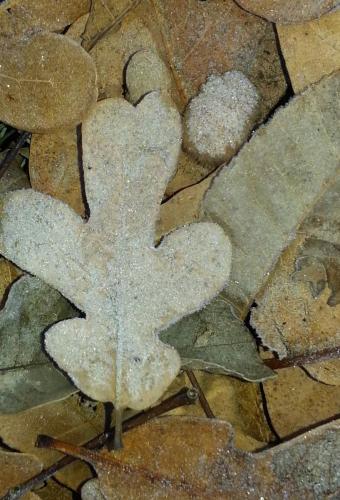 cold-leaf