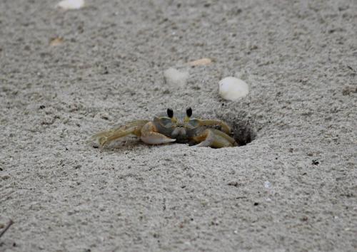 crab-hole