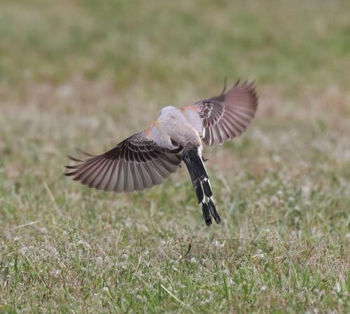 cropGP5A2706-DeNoiseAI-low-light