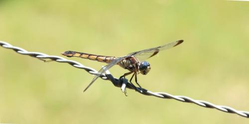 dragonfly-barbwire-DeNoiseAI-severe-noise