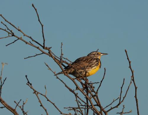 eadowlark