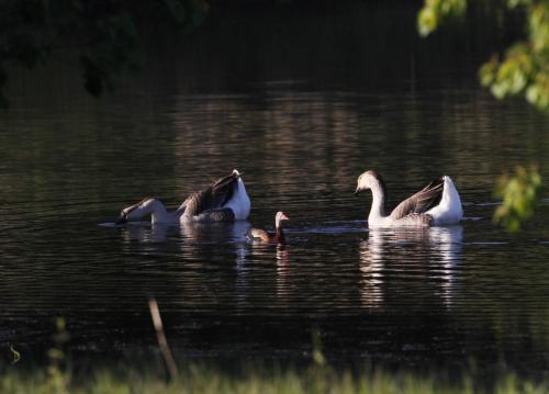 geese-on-pond