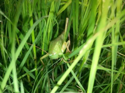 grass-hopper