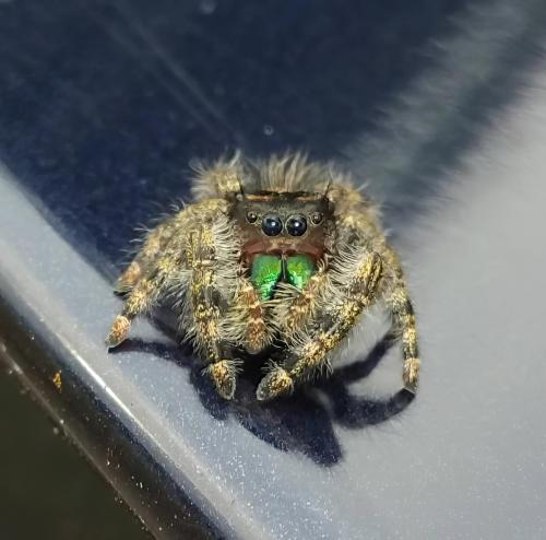 green-tooth-spider-topaz-enhance-sharpen