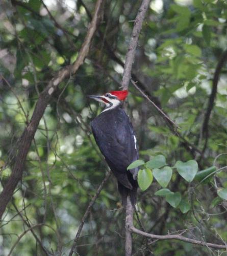 red-head-pecker