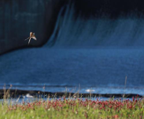 scissortail-at-spillway
