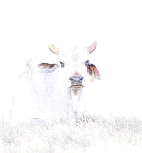white-cow